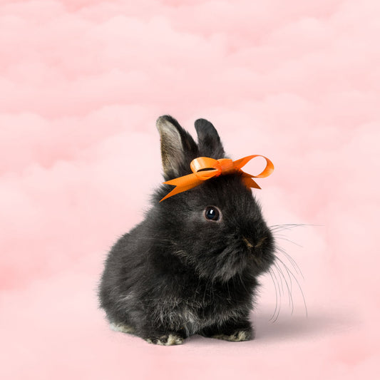 certification Leaping Bunny for cruelty-free beauty products of VG sara x collections